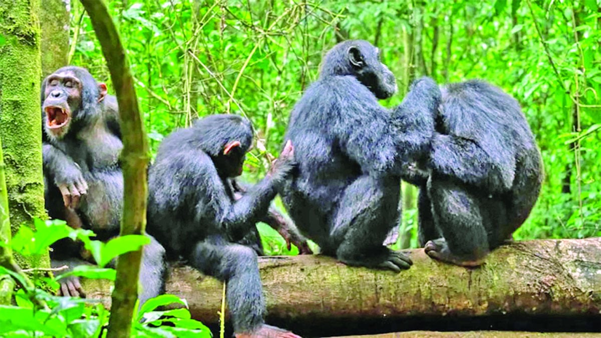 শিম্পাঞ্জি ডাক্তার, নিজেরাই সারাচ্ছে চোট-অসুখ